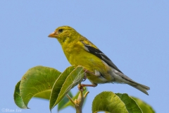 American Goldfinch_850_6023