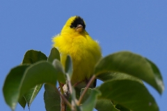 American Goldfinch_850_6133