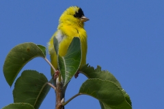 American Goldfinch_850_6139