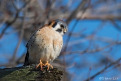 American Kestrel_850_7386