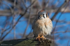 American Kestrel_850_7393