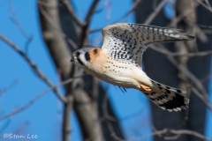 American Kestrel_850_7397