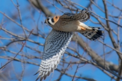 American Kestrel_850_7398