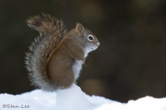 American Red Squirrel_D5S_0919