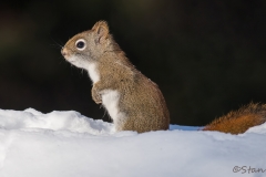 American Red Squirrel_D5S_1053