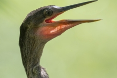 Anhinga_850_4003