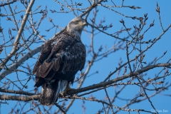 Bald Eagle 850_0281