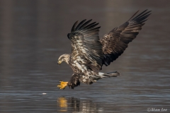 Bald Eagle 850_0335