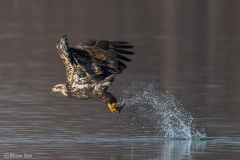 Bald Eagle 850_0337