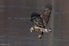 Bald Eagle 850_0342