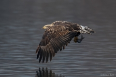 Bald Eagle 850_0349