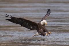 Bald Eagle D5S_2498