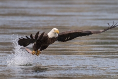 Bald Eagle D5S_2500