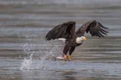 Bald Eagle D5S_2501