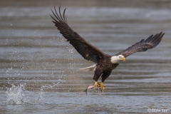 Bald Eagle D5S_2502