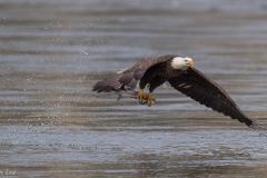 Bald Eagle D5S_2503