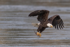 Bald Eagle D5S_2504