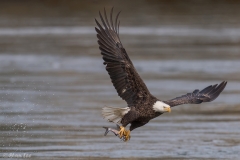 Bald Eagle D5S_2505