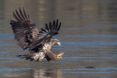 Bald Eagle D5S_9130