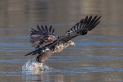 Bald Eagle D5S_9132