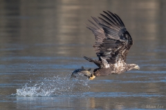 Bald Eagle D5S_9134