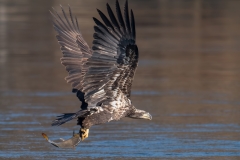 Bald Eagle D5S_9147