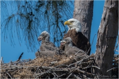 Bald-Eagle_850_3769