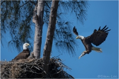 Bald-Eagle_850_3813_PS