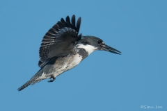 Belted-Kingfisher_850_3609