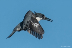 Belted-Kingfisher_850_3611