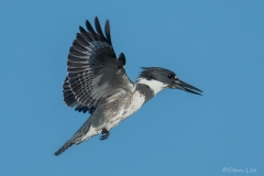 Belted-Kingfisher_850_3616