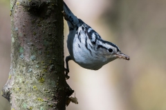 Black-and-white Warbler - Amherstburg Ontario