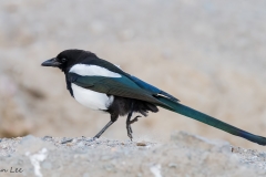 Black-billed Magpie_D5S_1771