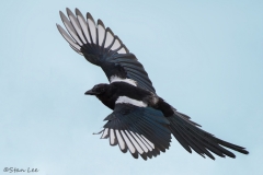 Black-billed Magpie_D5S_3530