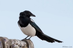 Black-billed Magpie_D5S_3536