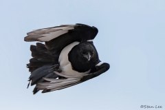 Black-billed Magpie_D5S_3537