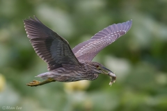 Black-crowned Night-Heron D5S_5484