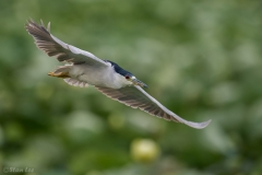 Black-crowned Night-Heron  D5S_5597