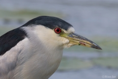 Black-crowned Night-Heron  D5S_5675