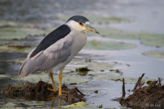 Black-crowned Night-Heron  D5S_5685