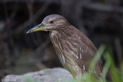 Black-crowned Night Heron_D5S_1690