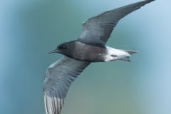 Black Tern_850_1053