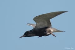 Black Tern_850_1059