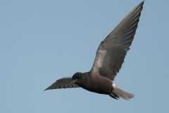 Black Tern_850_1091