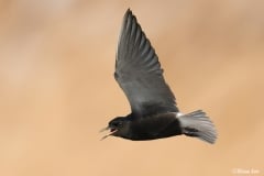 Black Tern_850_1110