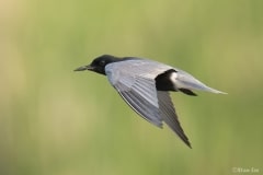 Black Tern_850_1118