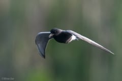 Black Tern_850_1192