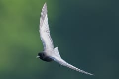 Black Tern_850_1204