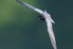 Black Tern_850_1205