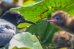 Black Tern_850_1834